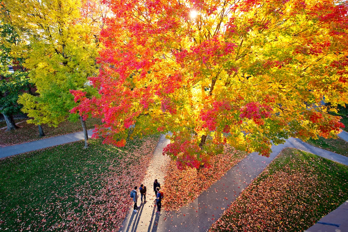 Bates students walking in the historic quad in fall.