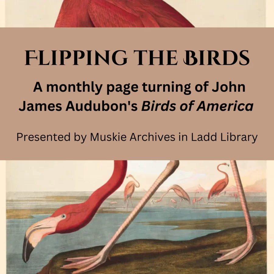 Title of presentation over an image of a flamingo.