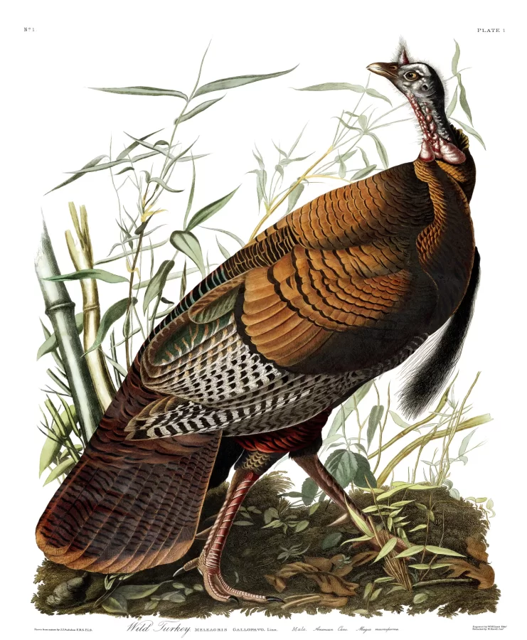 Wild Turkey drawing