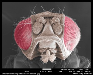 Colorized fly head