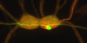 buccal ganglia of the tropical pond snail Biomphalaria glabrata