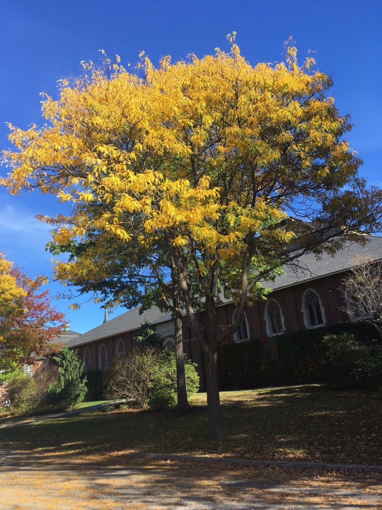 honey-locust-bates-canopy-bates-college