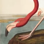 Audubon's flamingo