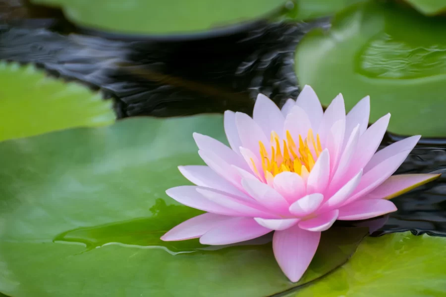 bright lotus flower in pond , tropical natural water lilly blossom in lake or garden in spring season