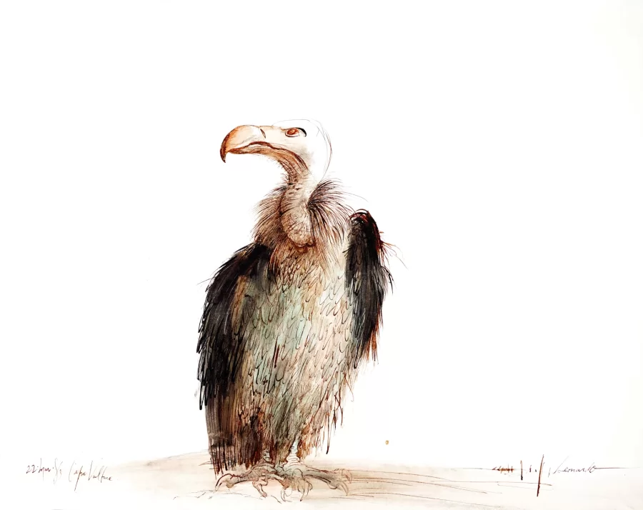 Ralph Steadman, “Leonardo the Cape Vulture” 1983, pen and ink on paper, 50.5 x 64 cm