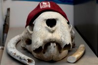 Professor of Geology Mike Retelle found the walrus skull while doing research in the Canadian High Arctic in 1993. (Phyllis Graber Jensen/Bates College)