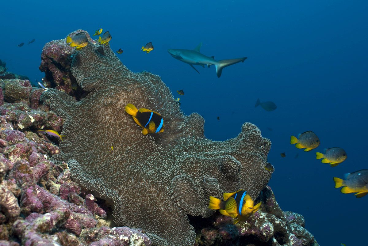 apply 2019 admission college Amidst and reefs, â€™05 McMahon coral unravels Kelton sharks