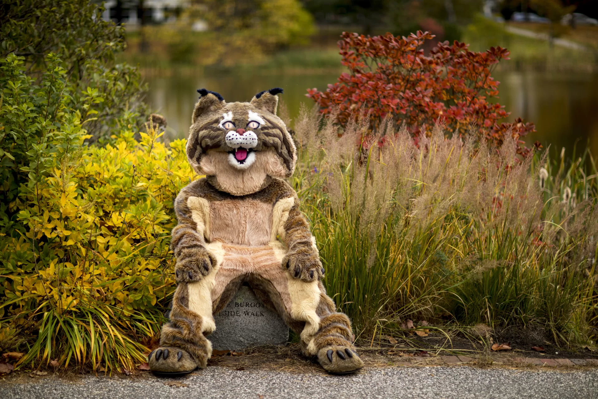The Bates Bobcat swings through campus during the height of fall foliage.