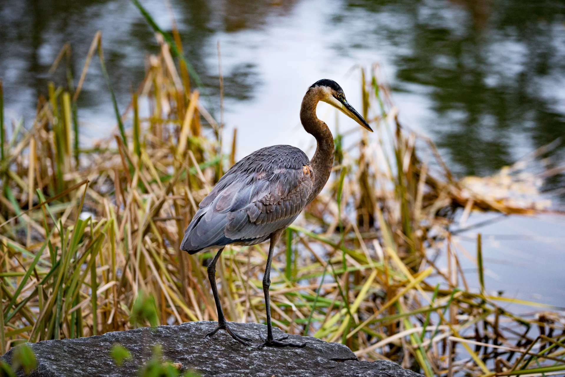 The Puddle's aka Lake Andrews resident great blue heron stakes out a spot amidst a few afternoon raindrops.