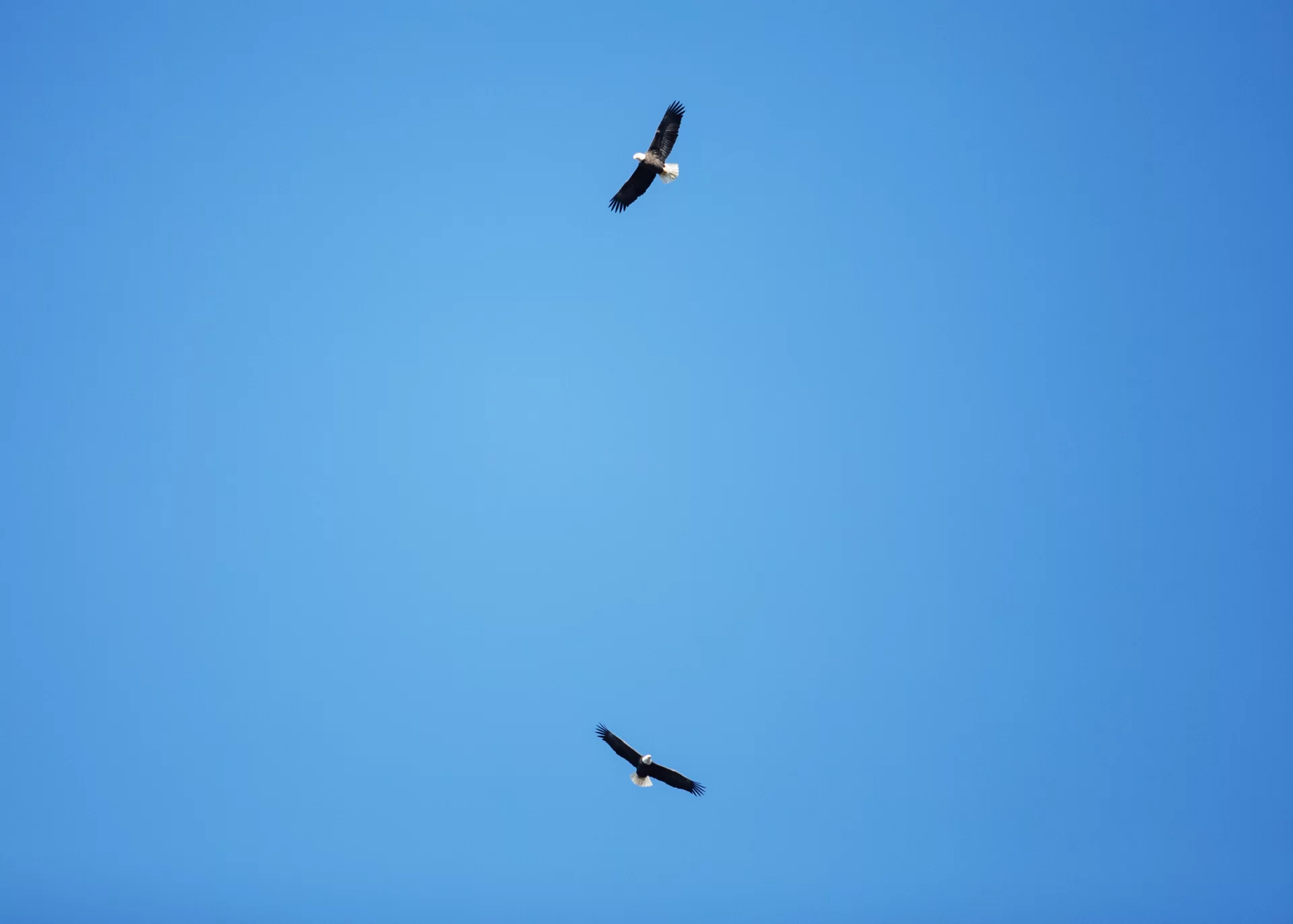 Eagles soar above Page Hall on November 16, 2023. (Theophil Syslo | Bates College)