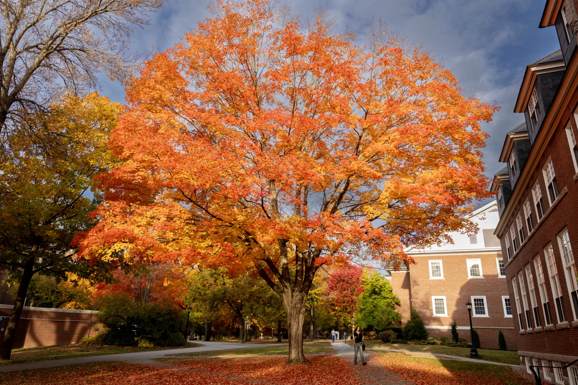 Scenes from campus (including the maple tree outside of Hedge) on the morning of Oct. 21, 2024.